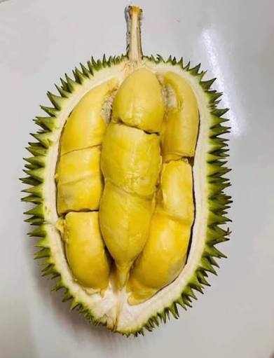 Sầu riêng Sáu Hữu