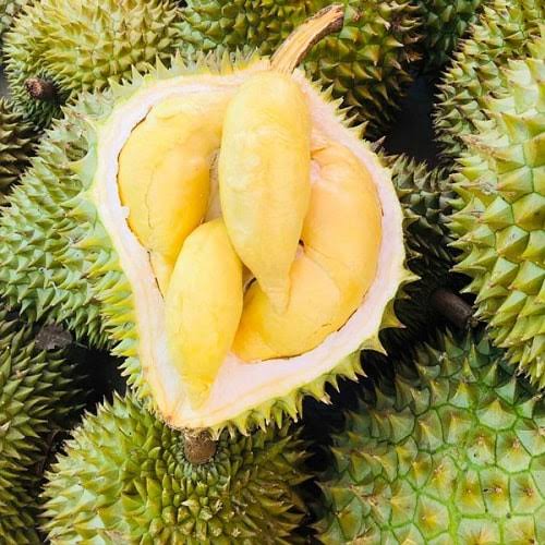 Sầu riêng Monthong